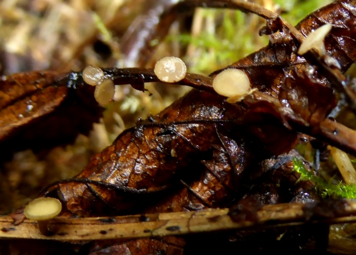 Rutstroemia-Lanzia-ulmariae-Mdes-Nationalpark-Eifel