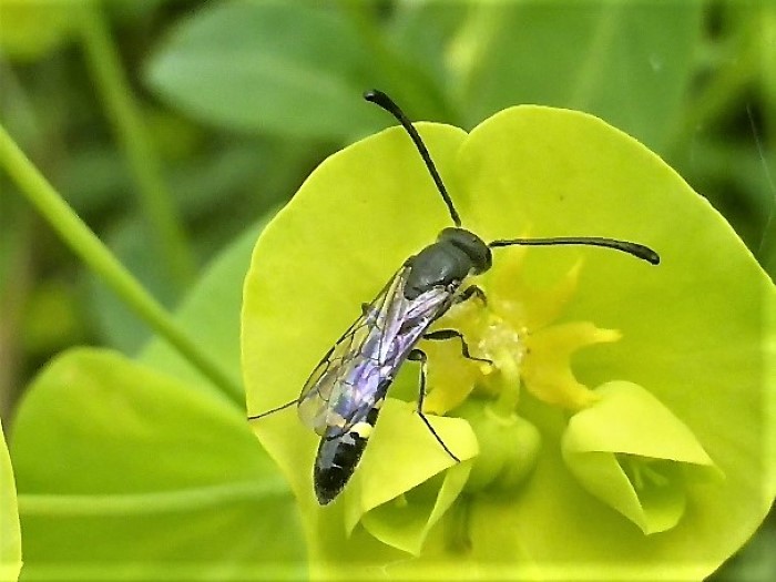 Sapyga clavicornis Gemeine Keulenwespe Hymenoptera Hautfluegler Sapygidae Mandelblaettrige Wolfsmilch Euphorbia amygdaloides Morchelbeet Artenvielfalt Pilzkunde Naturgarten Insektarium