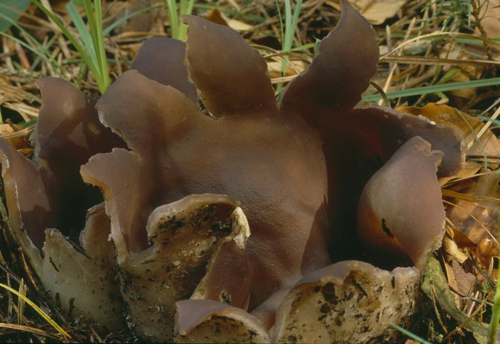 Sarcosphaera-coronaria-eximia-crassa-Kronenbecherling-Gyromitrin-giftig