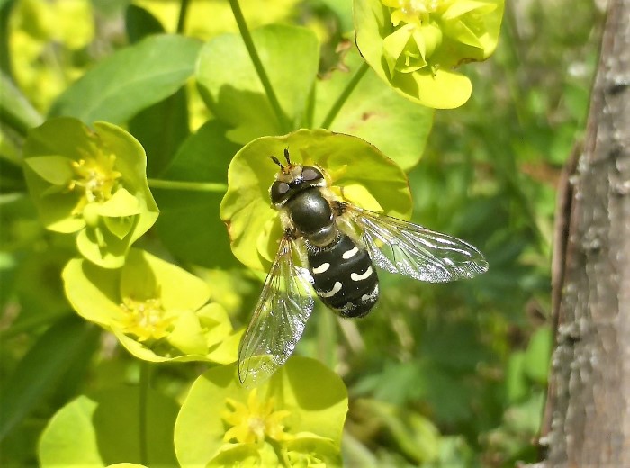 Scaeva pyrastri Schwebfliege Grossstirn Spaete Spraitbach Acker Witwenblume Knautia arvensis Artenvielfalt Ostalbkreis Krieglsteiner