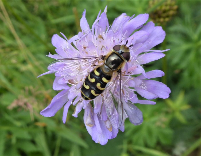 Scaeva pyrastri Schwebfliege Grossstirn Spaete Spraitbach Acker Witwenblume Knautia arvensis Artenvielfalt Ostalbkreis