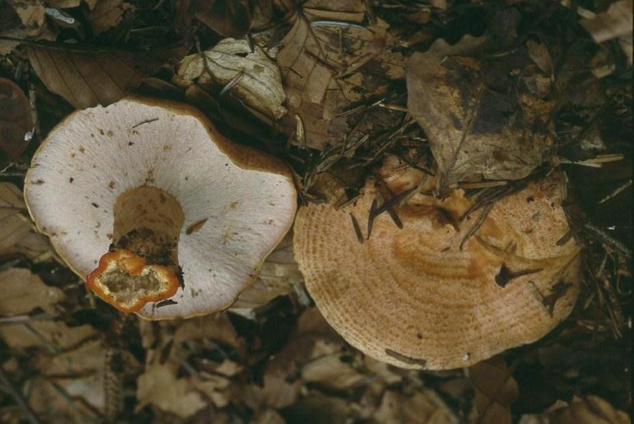 Hypomyces-lateritius-Steinreizker-Peckiella-Lactarius-Dapetes-Perithezien-Schlauchpilz