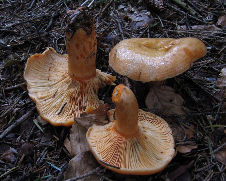 Lactarius-salmonicolor-Lachsreizker-guter-Speisepilz-Mykorrhizapilz-Tanne-Abies