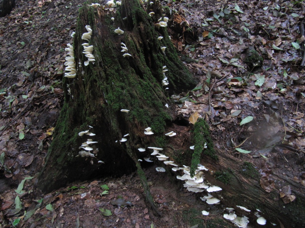 Pleurocybella-porrigens-Ohrförmiger-Seitling-Schwäbischer-Wald-nierengiftig