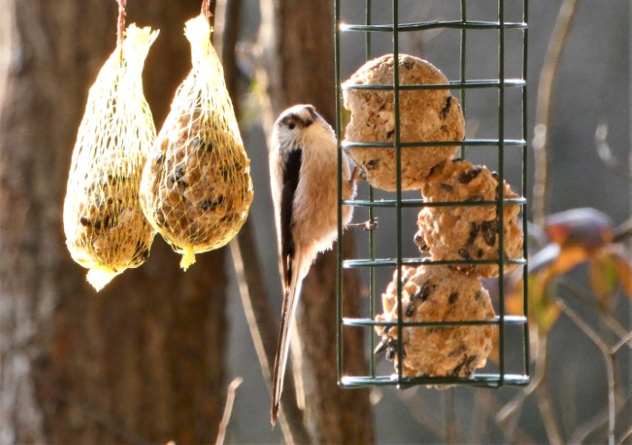 Schwanzmeise Aegithalos caudatus Paridae Passeriformes Singvoegel Sperlingsvoegel PIlzexpertin Katharina Krieglsteiner PilzCoach PIlzschule Schwaebischer Wald Faerbekurs Pilzexkursionen Leintal