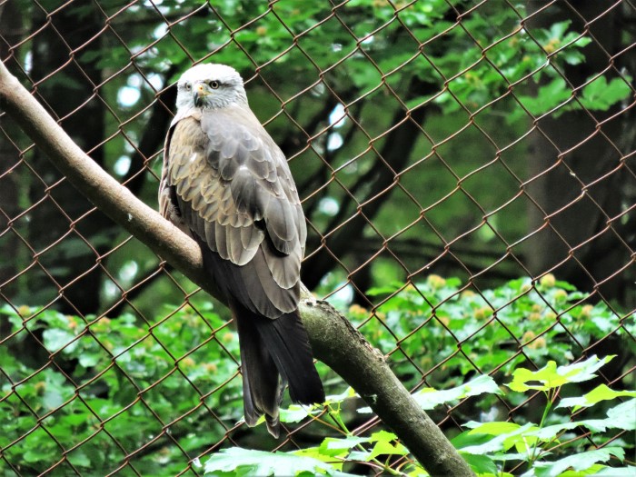 Schwarzer Milan Milvus migrans Greifvogel Accipitridae Habichtartige Gabelweih Aas Gewaesser BirdWatching Naturbeobachtung PIlzschule Schwaebischer Wald Spraitbach Wildgehege Bayerischer Wald