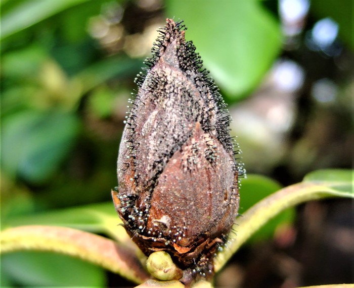 Seifertia azaleae Pycnostysanos Rhododendron Zikade Graphocephala fennahi Spraitbach Garten Parasit Krieglsteiner PIlzschule Schwaeibscher Wald imperfekter Pilz Herpotrichiellaceae Chaetothyriales