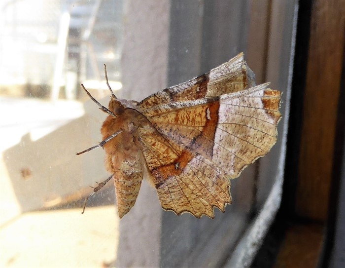 Selenia lunularia Mondfleck Spanner Geometridae Kleinschmetterlinge Nachtfalter Lepidoptera Insektenwelt Naturgarten Biodiversitaet uebernachten kein Pestizid kein Duenger