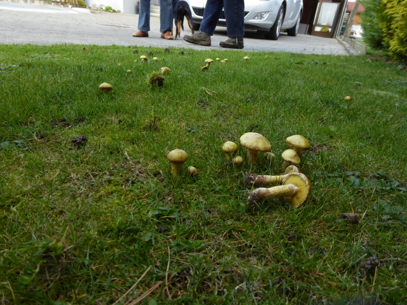 Sibirischer-Roehrling-Suillus-sibiricus-helveticus-Arve-Pinus-cembra-Kiefer-5-nadelig-Schweiz-St. Gallen-Pilzkurs-Pilzschule-Schwaebischer-Wald 800x600