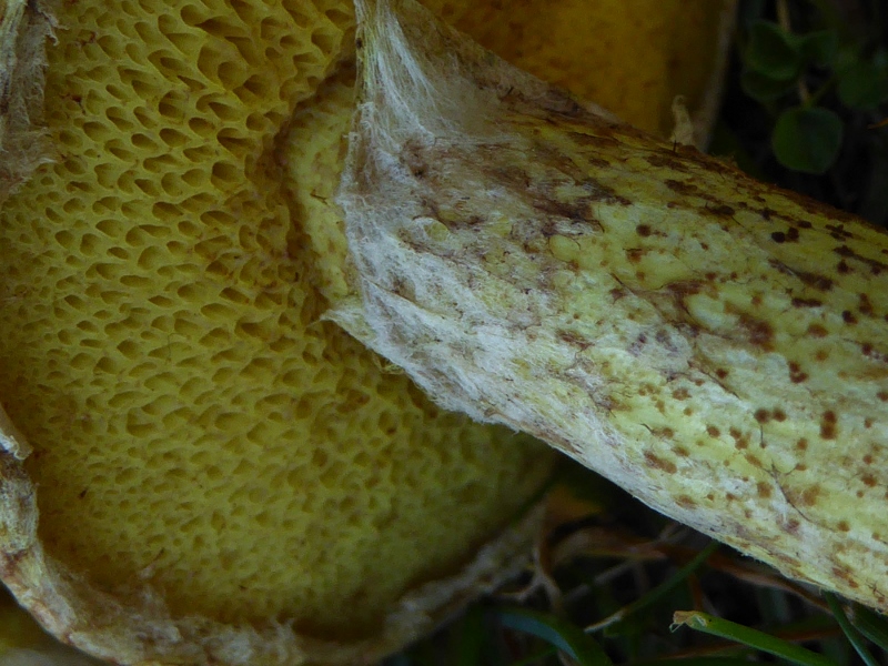 Sibirischer-Roehrling-Suillus-sibiricus-helveticus-Schweiz-St. Gallen-Pilzkurs-Pilzschule-Schwaebischer-Wald-Arve-Pinus-cembra-Garten-Zirbelkiefer-5-nadelig 800x600