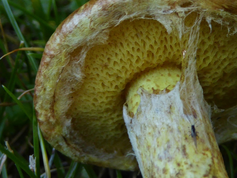 Sibirischer-Roehrling-Suillus-sibiricus-helveticus-Schweiz-St. Gallen-Pilzkurs-Pilzschule-Schwaebischer-Wald-Ring-Velum-partiale-Koernchen 800x600