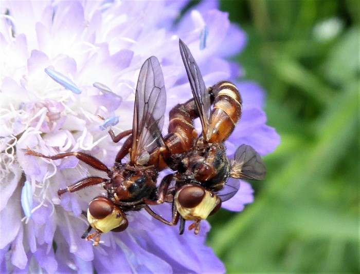 Sicus ferrugineus Blasenkopffliege Gemeine Breitstirn Spraitbach Diptera Brachycera Conopidae Dickkopf Artenvielfalt Lebensraum Naturgarten Krieglsteiner