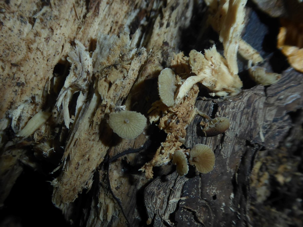 Simocybe coniophora haustellaris rubi Staubiger Olivschnitzling Kurzsporiger Kopfzystiden Hainich Thueringen