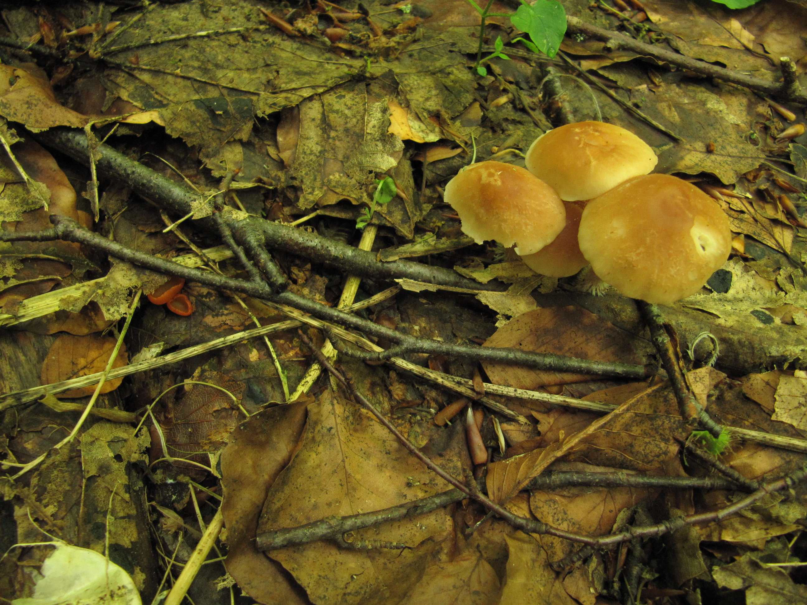 Sowerbyella-fagicola-Gymnopus-hariolorum-2-Buchenlaub-Wurzelbecherling-Kroatien-Nationalpark-Plitvicer-Seen-Kohliger-Rübling