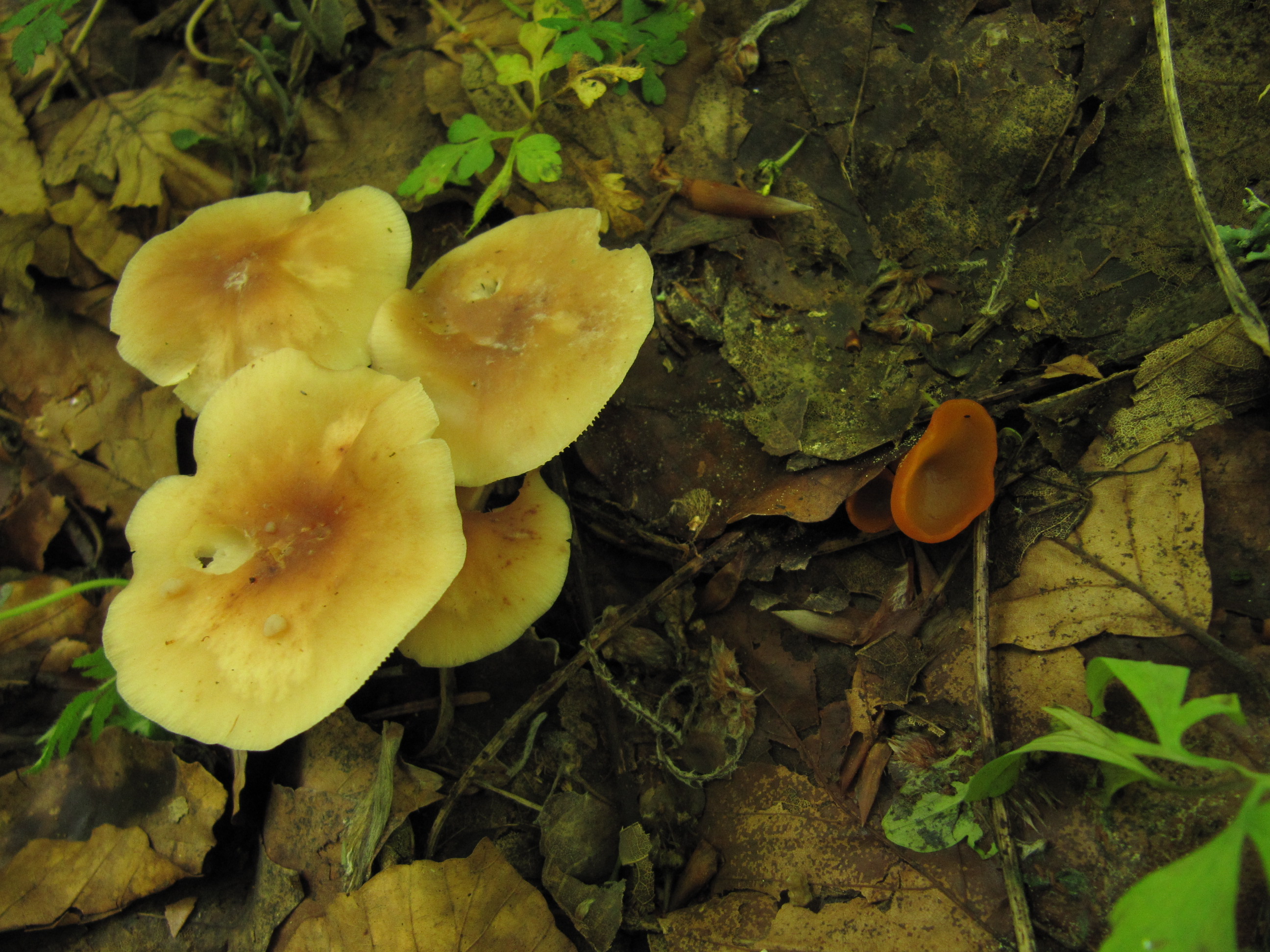 Sowerbyella-fagicola-Gymnopus-hariolorum-Kohliger-Rübling-Buchenlaub-Wurzelbecherling-Kroatien-Nationalpark-Plitvicer-Seen