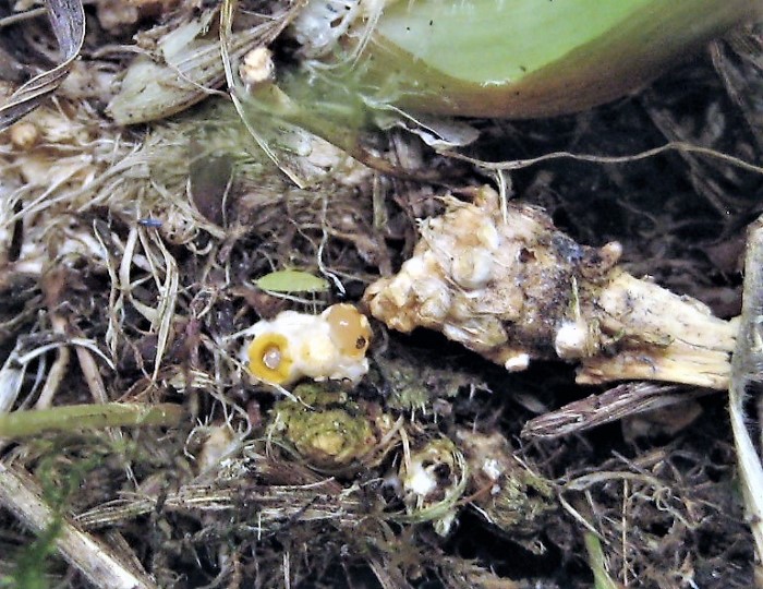 Sphaerobolus stellatus Kugelschneller Geastraceae Bauchpiilze Turgor Innendruck schleudert Sporenmasse Holz Grasreste Saprobiont Waelder Wiesen Grasland Feldmykologe Ausbildung Naturgarten Krieglsteiner