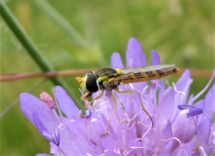 Sphaerophoria scripta Stiftschwebfliege Langbauch Gewoehnliche Syrphidae Diptera Brachycera Spraitbach Knautia arvensis Acker Witwenblume Artenvielfalt