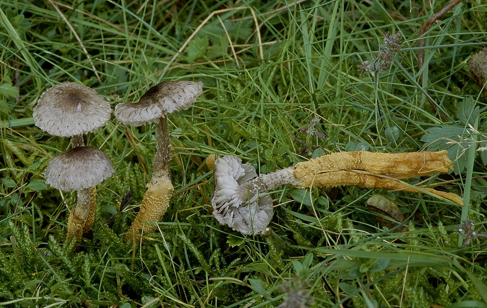 Squamanita paradoxum Cystoderma amianthinum Hessen Wetzlar Niederlemp Wacholderheide Magerwiese Wolfgang Schssler Pilzfuehrung Krieglsteiner