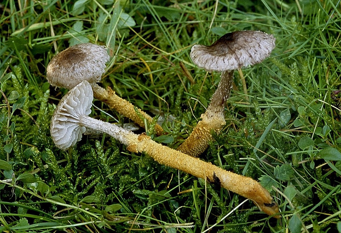 Squamanita paradoxum Goldstiel Schuppenwulstling Cystoderma amianthinum Hessen Niederlemp Wolfgang Schssler Krieglsteiner Pilzschule Pilzkurse