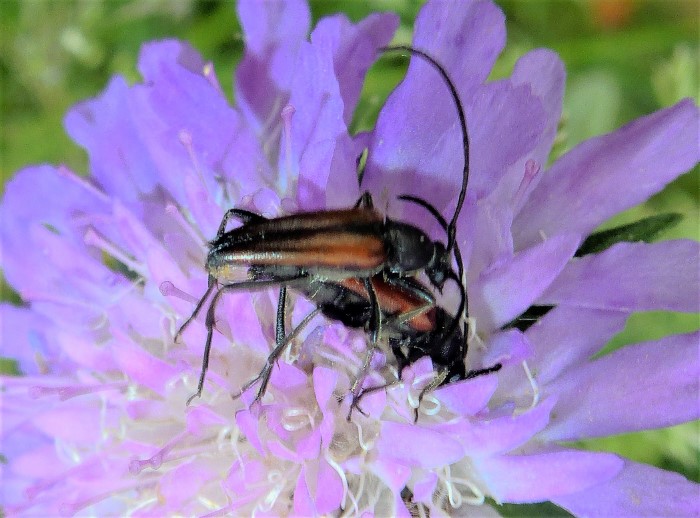 Stenurella melanura Schmalbock Kleiner Bockkaefer Cerambycidae Knautia arvensis Paarung Naturgarten Krieglsteiner Pilzschule Schwaebischer Wald