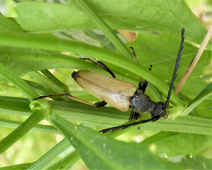 Stictoleptura rubra Rothalsbock Bockkaefer Cerambycidae Maennchen Spraitbach Naturgarten Ostalbkreis Baden Wuerttemberg Artenvielfalt Biodiversitaet