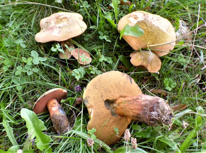 Suillellus luridus mendax Netzstieliger Hexenroehrling Winterlinde Tilia cordata Mykorrhiza essbar Alkohol Boletales PSV Ausbildung Feldmykologe Pilzschule Schwaebischer Wald Krieglsteiner