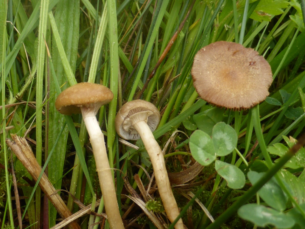 Sumpf-Ackerling-Agrocybe-paludosa-elatella-praecox-Voreilender-Baden-Wuerttemberg-Schwaebisch-Gmuend-Sumpfwiese-Stickstoff-eutrophiert