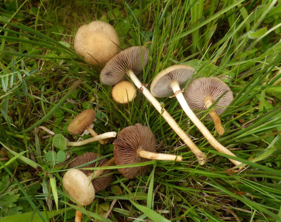 Sumpf-Ackerling-Agrocybe-paludosa-elatella-praecox-Voreilender-Baden-Wuerttemberg-Stuttgart-Sumpfwiese-Stickstoff-eutrophiert-Pilz-PIlzkurs-Pilzseminar