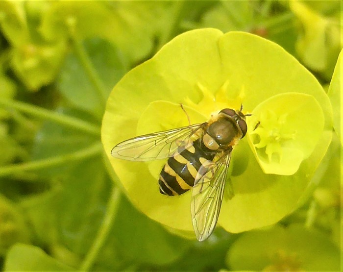 Syrphus ribesii Gemeine Garten Schwebfliege Syrphidae Diptera Zweifluegler Euphorbia amygdaloides Mandelblaettrig Wolfsmilch Spraitbach Artenvielfalt Naturgarten