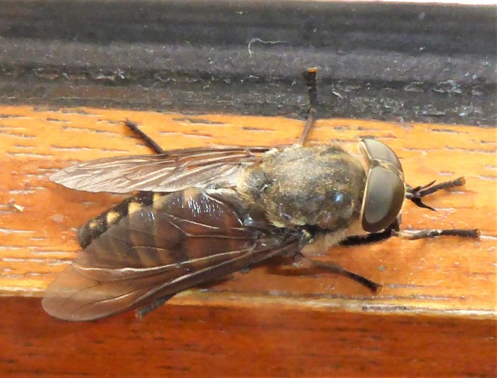 Tabanus bovinus Rinderbremse Diptera Tabanidae Blutsauger laestig Spraitbach Artenvielfalt nafoku PIlzschule Schwaebischer Wald Krieglsteiner Biodiversitaet