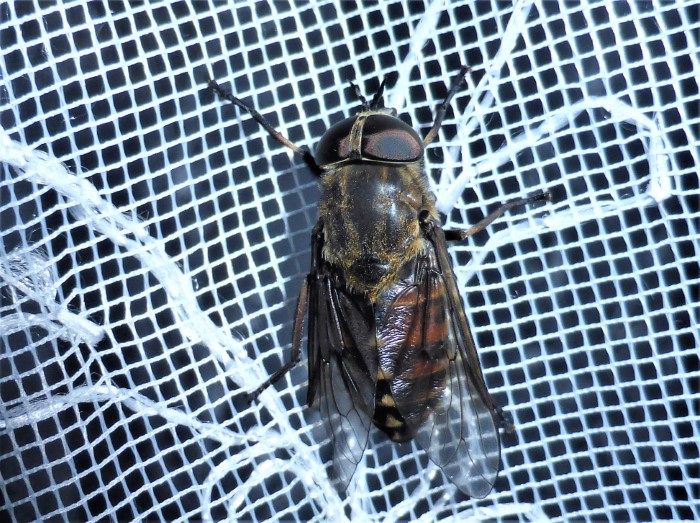 Tabanus sudeticus Pferdebremse Zweifluegler Blutsauger Spraitbach Brachycera schimmernde Augen schoen Artenvielfalt Biodiversitaet