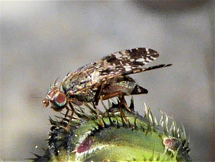 Tephritis vespertina Weibchen Ferkelkraut Bohrfliege Hypochaeris radiculata Spraitbach Artenvielfalt Naturgarten filigrane Schoenheit nafoku Krieglsteiner Pilzschule