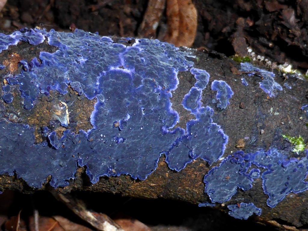 Terana-coerulea-Blauer-Rindenpilz-Spanien-Monfrague-Arbutus