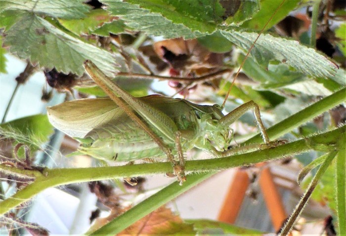 Tettigonia cantans Zwitscherschrecke Heupferd Saltatoria Orthoptera Laubheuschrecken Tettigoniidae nafoku Artenvielfalt Nahrungsfeld Gemsegarten Brombeere Brennnessel Krieglsteiner Pilzschule