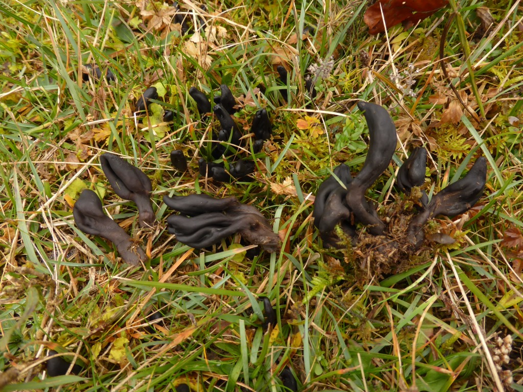 Thuemenidium-atropurpureum-2-Violettschwarze-Erdzunge-Schwäbische-Alb-Söhnstetten-Baden-Württemberg