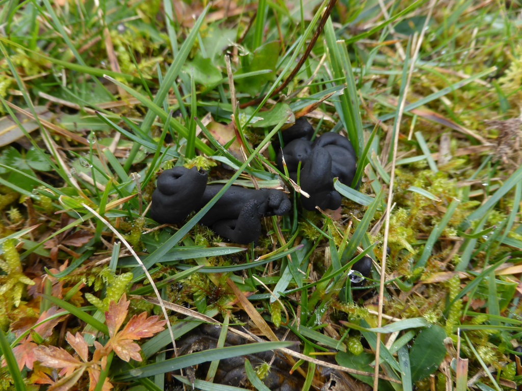 Thuemenidium-atropurpureum-Violettschwarze-Erdzunge-Schwäbische-Alb-Söhnstetten-Baden-Württemberg