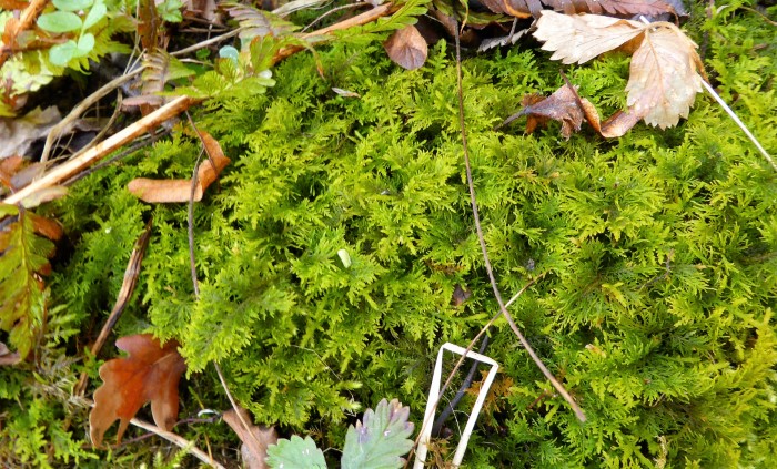 Thuidium tamariscinum Tamarisken Thujamoos matt papilloes gruener Staengel Etagenmoos Hylocomium splendens neutrophil Waldbodenmoos Mooskurs PIlzschule Schwaebischer Wald Krieglsteiner 2