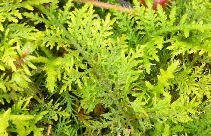 Thuidium tamariscinum Tamarisken Thujamoos matt papilloes gruener Staengel Etagenmoos Hylocomium splendens neutrophil Waldbodenmoos Mooskurs PIlzschule Schwaebischer Wald Krieglsteiner