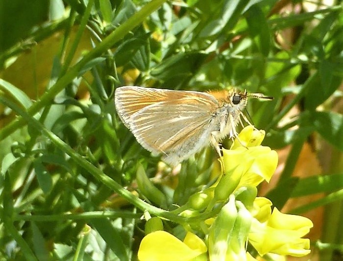 Thymelicus lineola Braunkolbiger Dickkopffalter Hesperidae Tagfalter Lepidoptera Insektenwelt Naturgarten Insektarium Lathyrus pratensis Wiesen Platterbse Frischwiesenbeet