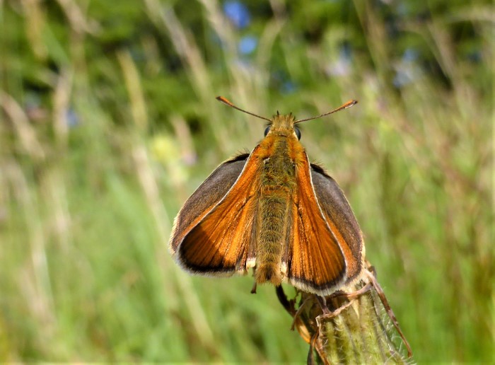 Thymelicus lineola Braunkolbiger Dickkopffalter Hesperidae Tagfalter Lepidoptera Insektenwelt Naturgarten Insektarium Magerwiese Artenvielfalt Biodiversitaet Pilzschule Schwaebischer Wald