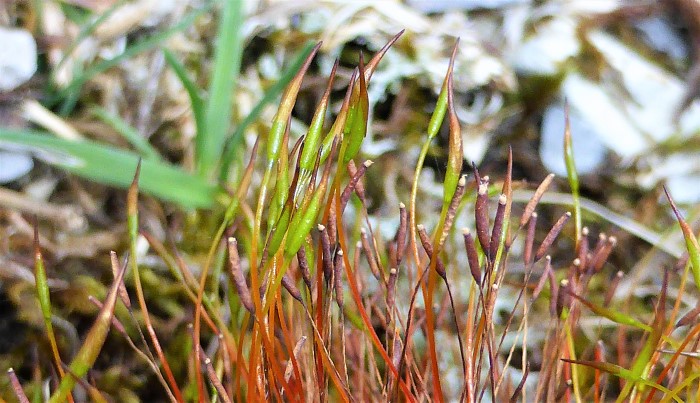 Tortula muralis Mauer Drehzahnmoos Kalkfelsen Mauern haeufig Grimmia pulvinata Schistidium apocarpum Orthotrichum anomalum Naturgarten Krieglsteiner Pilzschule Sporogon