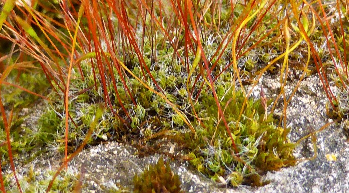 Tortula muralis Mauer Drehzahnmoos Kalkfelsen Mauern haeufig Grimmia pulvinata Schistidium apocarpum Orthotrichum anomalum Naturgarten Krieglsteiner Pilzschule