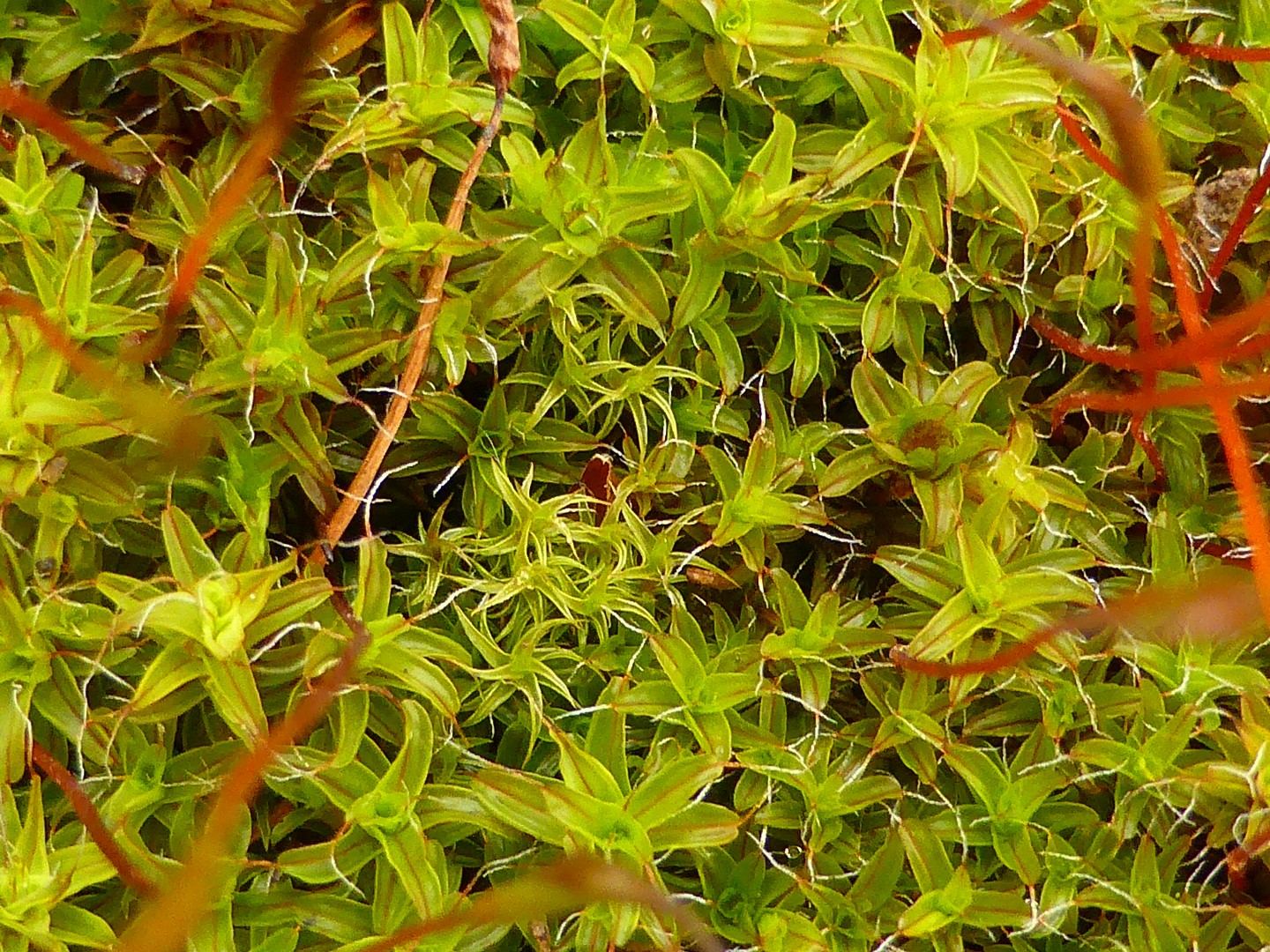 Tortula ruralis Dach Drehzahnmoos Lamprospora tortulae ruralis Glashaare Mooskurs PIlzschule Schwaebischer Wald Feldmykologe PSV Krieglsteiner