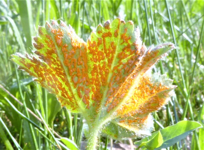 Trachyspora intrusa alchemillae Frauenmantel Rostpilz Naturgarten Krieglsteiner Alchemilla vulgaris Parasitische Pilze Biodiversitaet Artenvielfalt Feldmykologe Schwbicher Wald