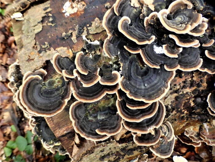 Trametes versicolor Schmetterlings Tramete Bunte Polyporaceae Polyporales glaenzende matte Zonen Vitalpilz Immunsystem Heilwirkung Trametentee Pilzschule Krieglsteiner Saprobiont Coriolus