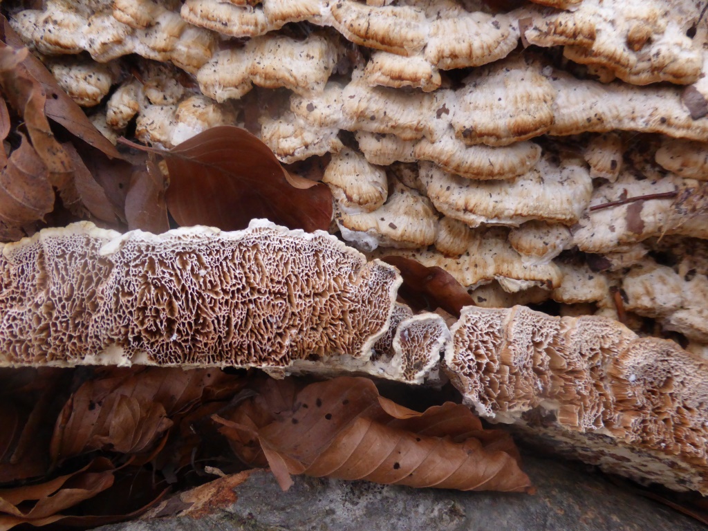 Trametopsis-cervina-Trametes-Scheuelberg-Klimawandel-Fagus-sylvatica-Rumänien-Kroatien-Mainfranken-Ostalb-Rhein-Main-Gebiet