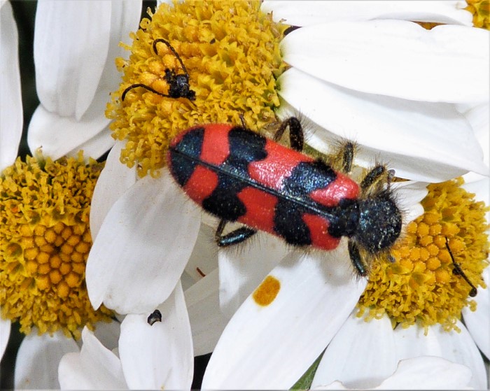 Trichodes apiarius Buntkaefer Cleridae Bienenwolf Ebenstraeussige Wucherblume Tanacetum corymbosum Spraitbach Kalkbeet Saum