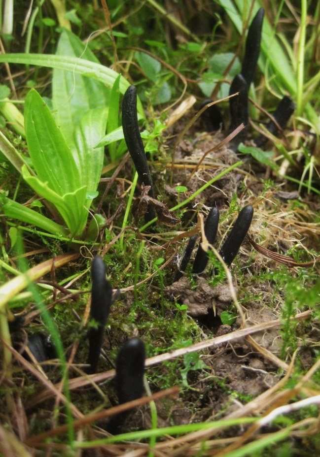 Trichoglossum-walteri-Deggendorf-Kreuth-Wiesenpilze-Politikum-Baumanahmen-Biodiversitt-Umweltgutachten-Bayern