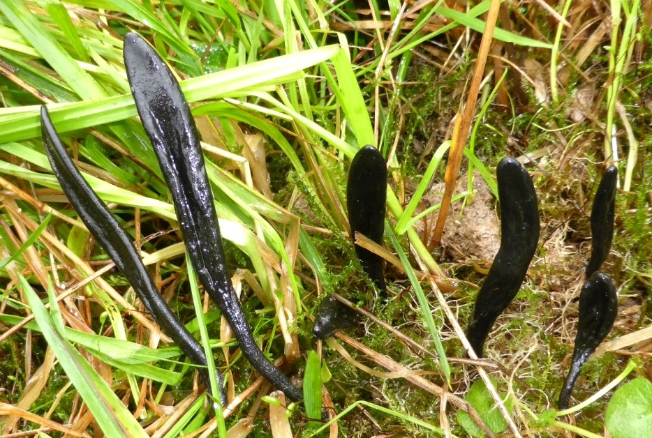 Trichoglossum-walteri-Mietzing-Sodenverpflanzung-Deggendorf-Kreuth-NSG-Himmelreich-Umweltvertrglichkeitsgutachten