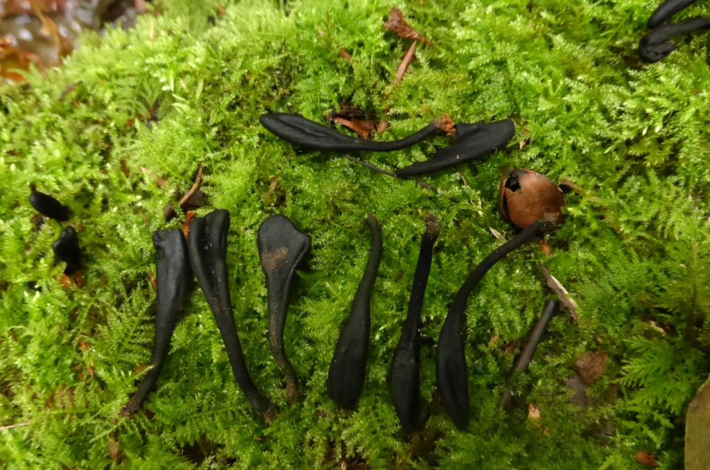 Trichoglossum-walteri-Walters-Haarzunge-Wiesenpilze-Pilzschule-Schwbischer-Wald